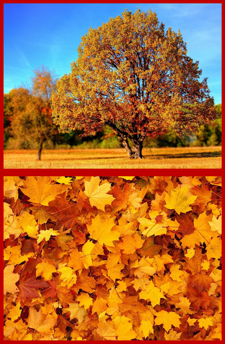 Herbst