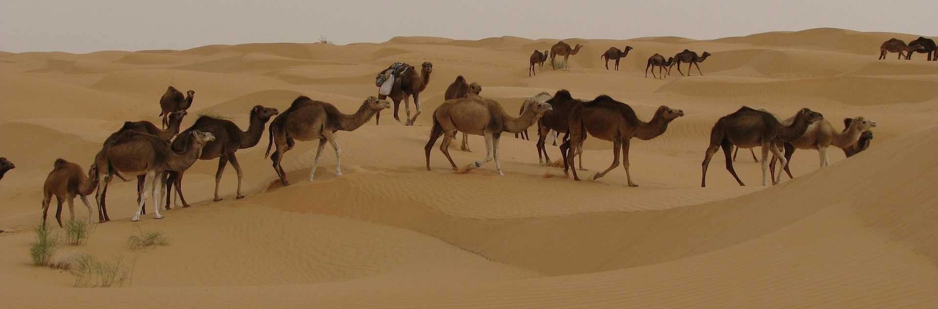 Djerba